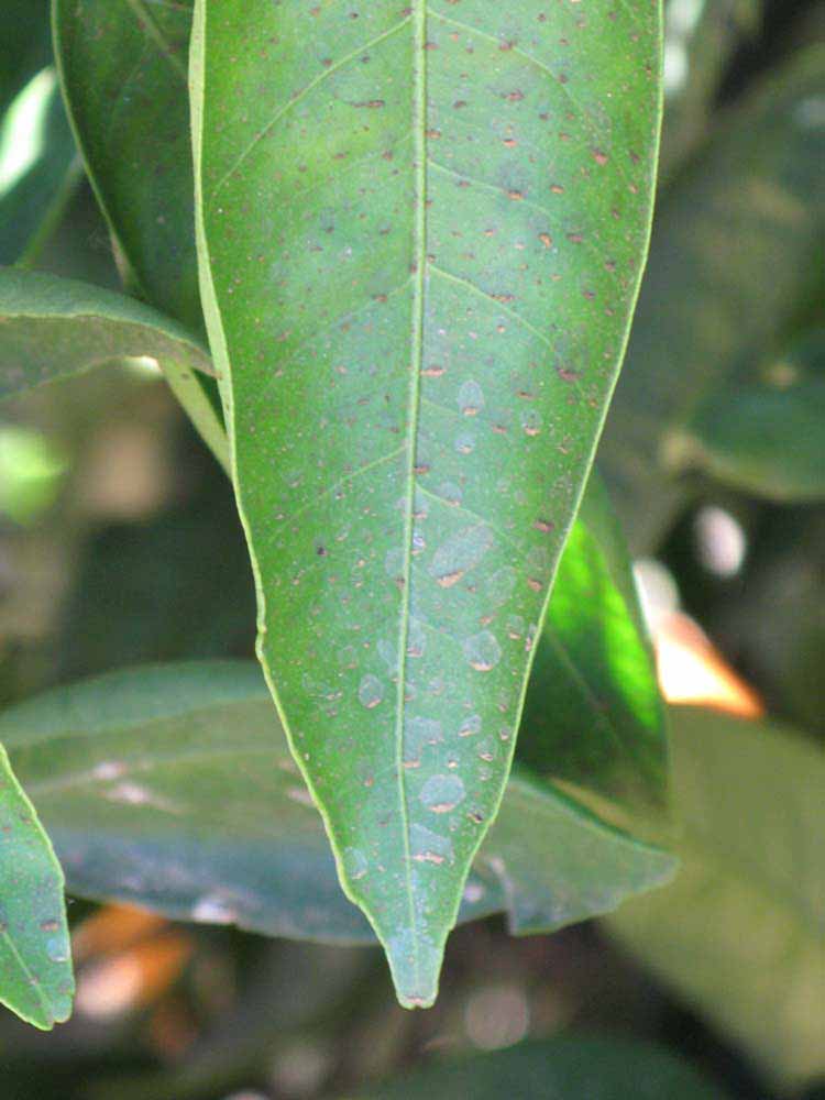              Margin (Riverside, CA)       